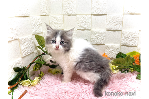 成約済の埼玉県のスコティッシュフォールド-83805の3枚目